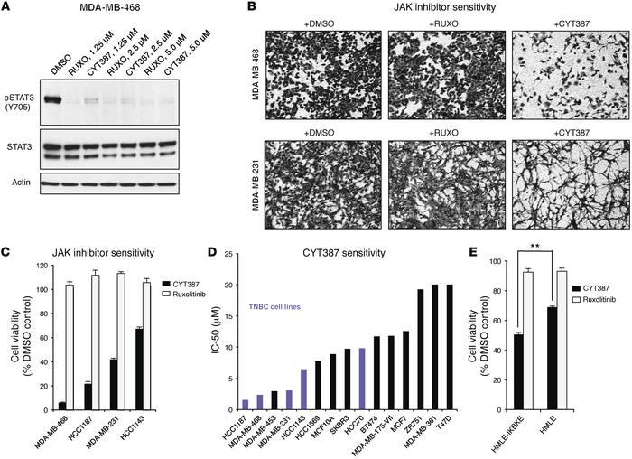 Sensitivity of IKBKE-expressing TNBC cells to CYT387.
(A) Immunoblot of ...