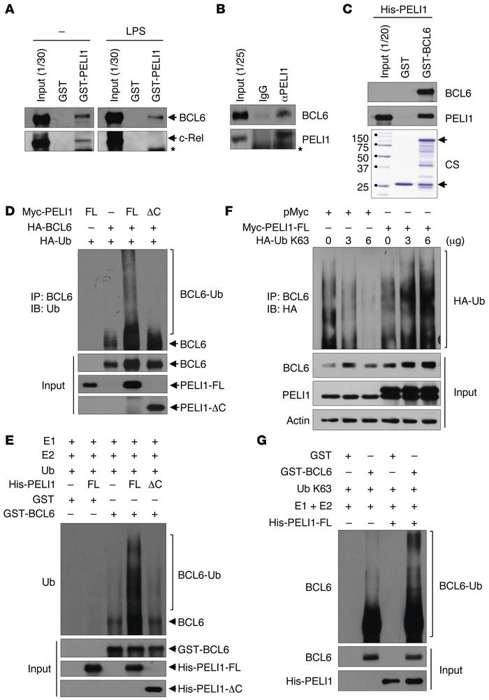 PELI1 interacts with and induces K63-mediated BCL6 polyubiquitination.
(...