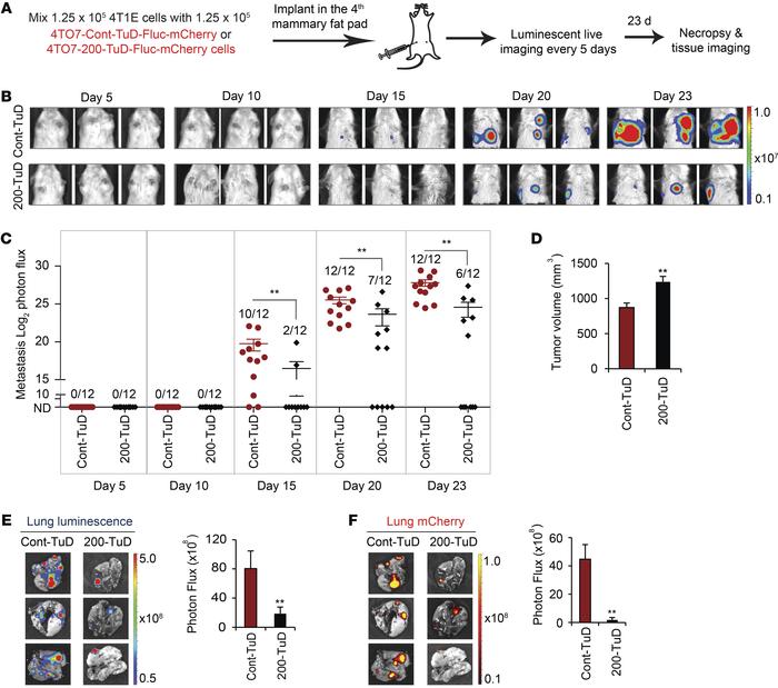 Mammary fat-pad tumor 4T1E cells promote spontaneous metastasis of neigh...