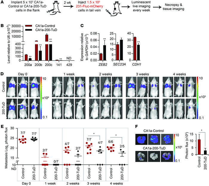 Circulating MB-231 cells acquire colonization capability from primary tu...