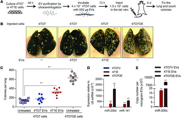 EVs containing miR-200 miRNAs promote colonization of 4TO7 cells in the ...