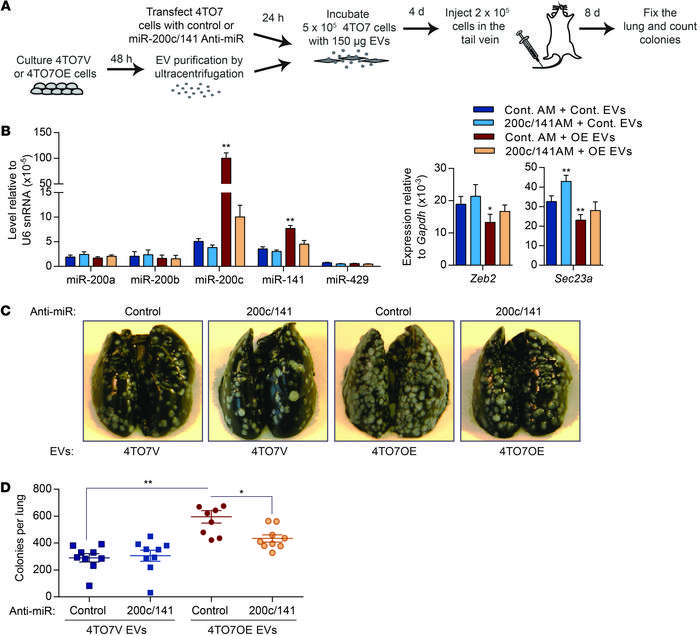 Inhibition of miR-200s in recipient cells reduces the prometastatic effe...