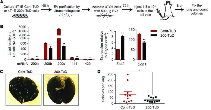 Endogenous miR-200s secreted by metastatic cells mediate the prometastat...