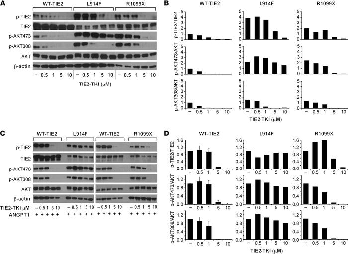 TIE2-TKI effects on TIE2 and AKT phosphorylation in TIE2-WT, TIE2-L914F,...