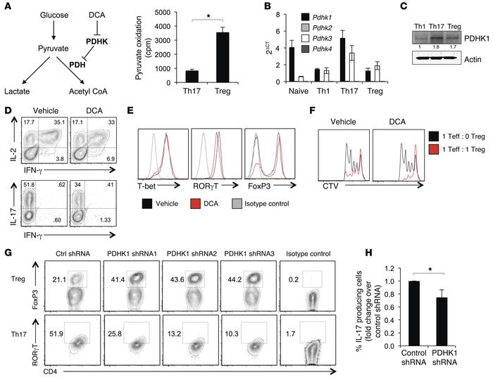 PDHK is required for Th17, but not Treg, function in vitro.
CD4+CD25– T ...