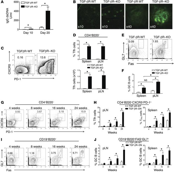 Unrestrained accumulation of Tfh cells in the absence of TGF-β signaling...