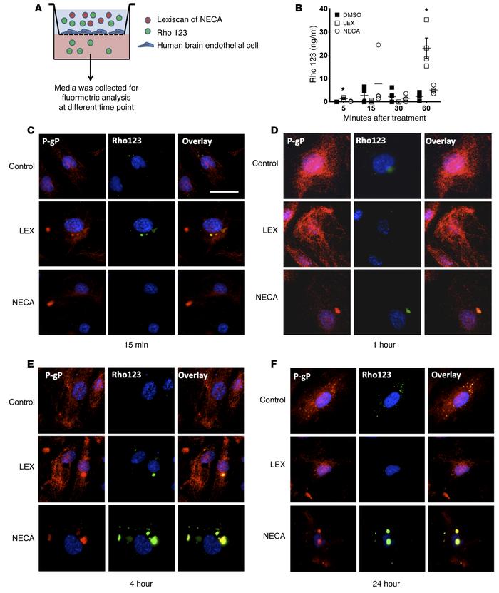 Activation of A2A AR by Lexiscan induces rapid transmigration of Rho123 ...