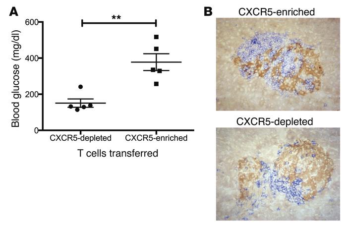 Enrichment for Tfh cells leads to preferential transfer of disease.
(A) ...
