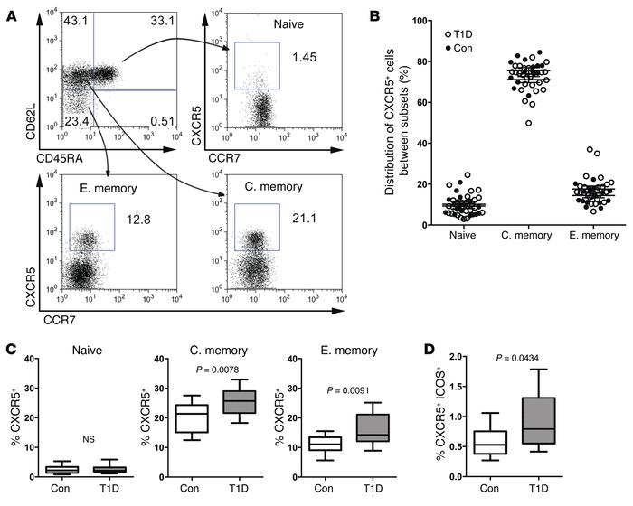 Increased frequency of CXCR5+ T cells in patients with T1D.
(A) Represen...