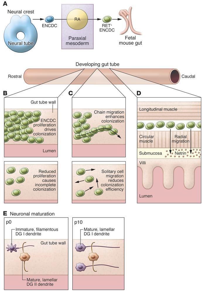ENS development.
(A) Murine vagal neural crest cells destined for the EN...