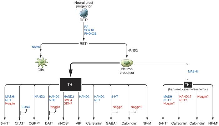 ENS precursor lineage relationships and neuronal subtype specification.
...