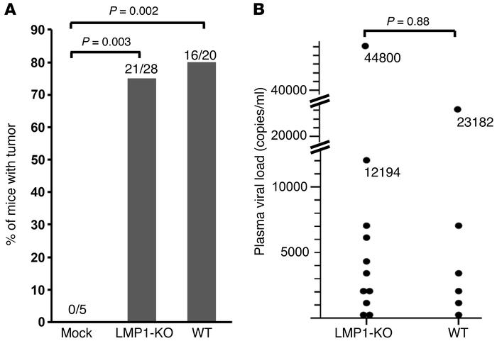 WT and LMP1-KO EBV–infected cord blood cells, but not mock-infected cell...