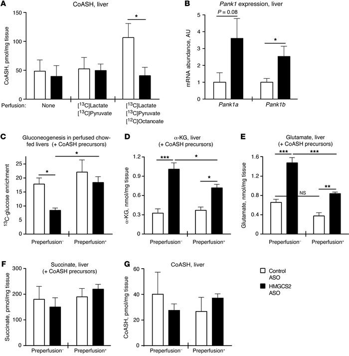 Replenishing CoASH precursors restores gluconeogenesis and TCA cycle int...