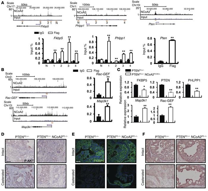 NCoA2 directly regulates key components of PI3K/AKT and MAPK pathways to...