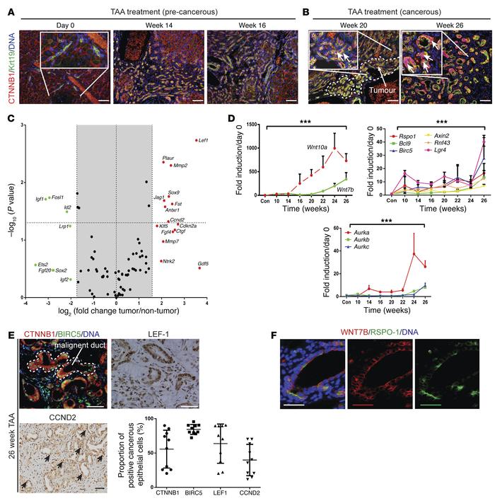 The WNT pathway is activated in a rat model of CC.
(A) Immunohistochemis...