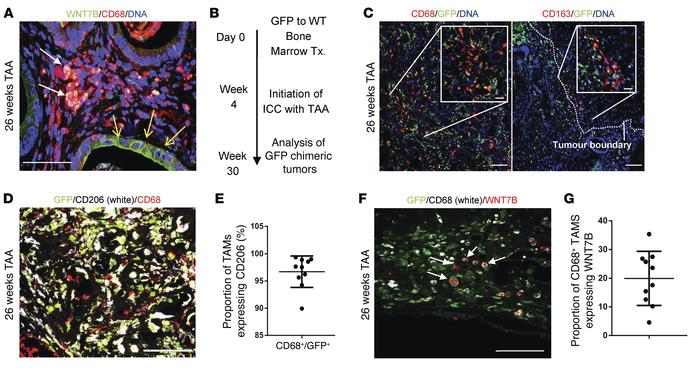 M2 macrophages initiate a WNT-high state in CC.
(A) Immunohistochemistry...