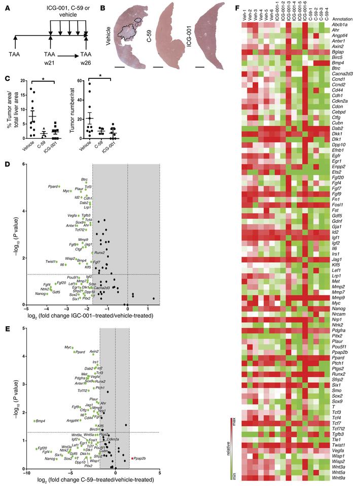 Inhibition of the canonical WNT signaling pathway reduces CC in vivo.
(A...