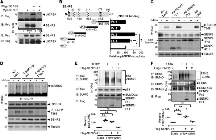 p90RSK-SENP2 association is critical for p53 and ERK5 SUMOylation.
(A) H...