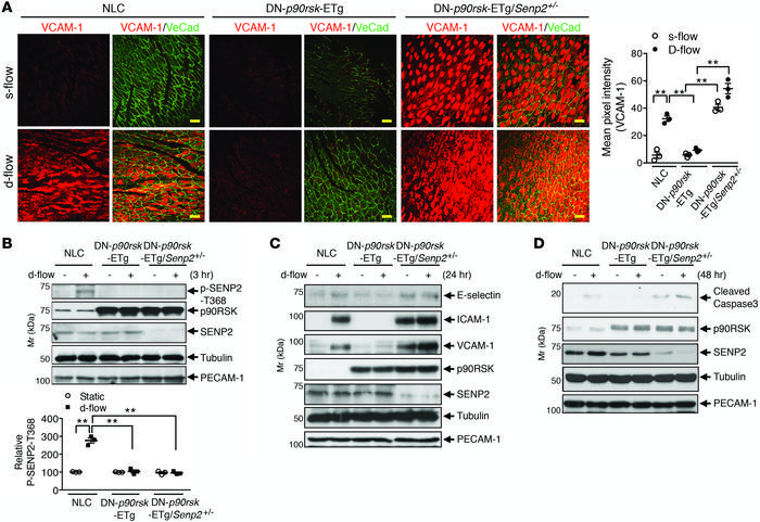 Role of the p90RSK-SENP2 module in d-flow–elicited inflammation and apop...