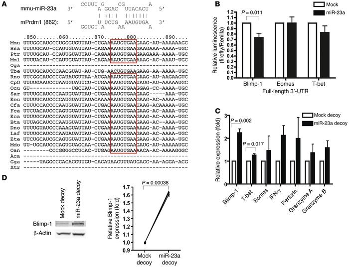 BLIMP-1 is a direct target of miR-23a in CTLs.
(A) Schematic representat...