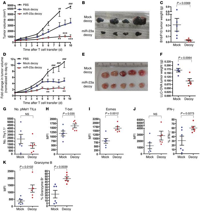 Adoptive transfer therapy with miR-23a–inhibited CTLs in mouse models of...