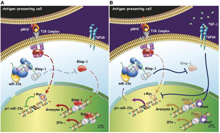 Model of CTL immune modulation by targeting miR-23a.
(A) Under immune-ac...