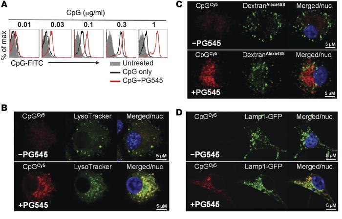 PG545 promotes the accumulation of CpG in the lysosomal compartment of D...