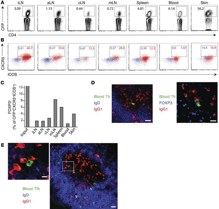 Circulating Tfr cells migrate to LNs and interact with GC B cells.
(A–C)...