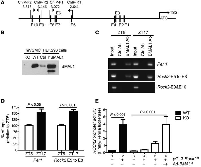 BMAL1 binds to Rock2 promoter in mesenteric arteries and is required for...