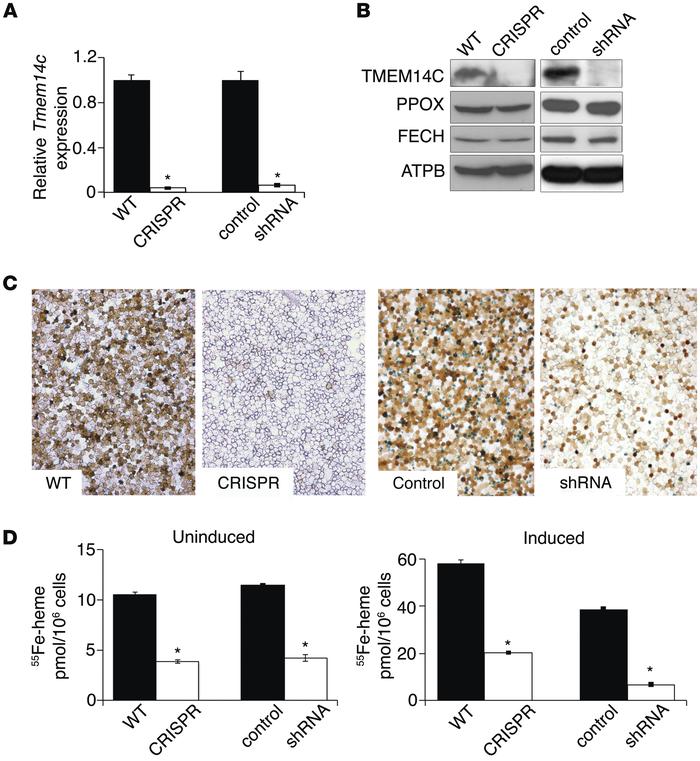 TMEM14C is required for heme synthesis in murine erythroid cells both ba...