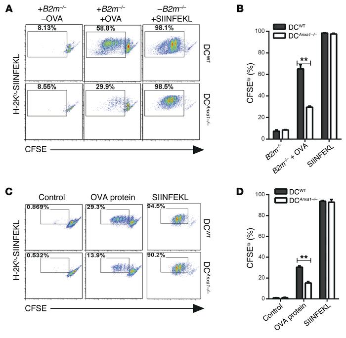 Annexin1 regulates cross-presentation in DCs.
(A and B) DCs were purifie...
