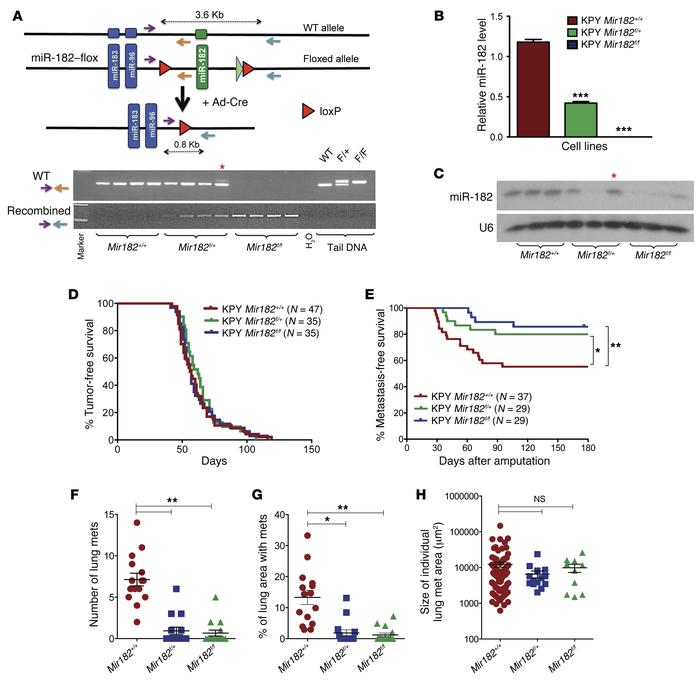 miR-182 deletion decreases the rate of sarcoma metastasis to the lungs.
...