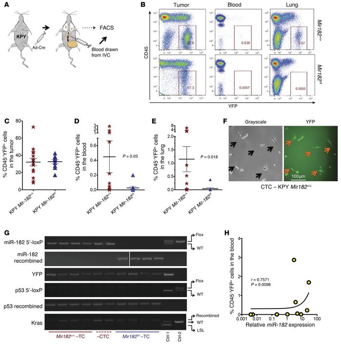 Deletion of miR-182 decreases intravasation of sarcoma cells into the ci...