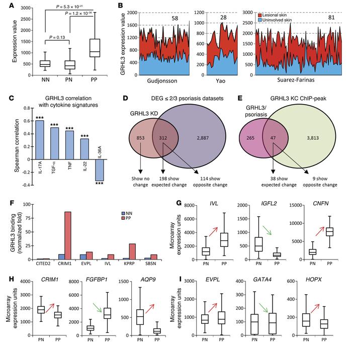 A GRHL3-regulated epidermal repair pathway in human psoriasis.
(A) Relat...