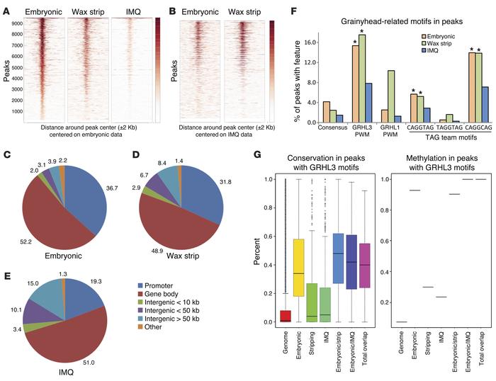 GRHL3 genomic binding is condition dependent.
(A) Heatmaps showing the s...