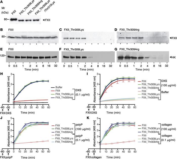 Thr309 mutations in FXII enhance contact activation.
(A) Recombinant WT ...