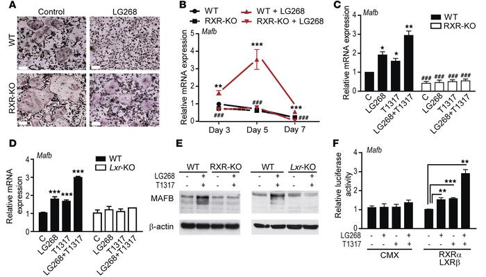 Pharmacological activation of RXR/LXR heterodimers blocks osteoclast dif...