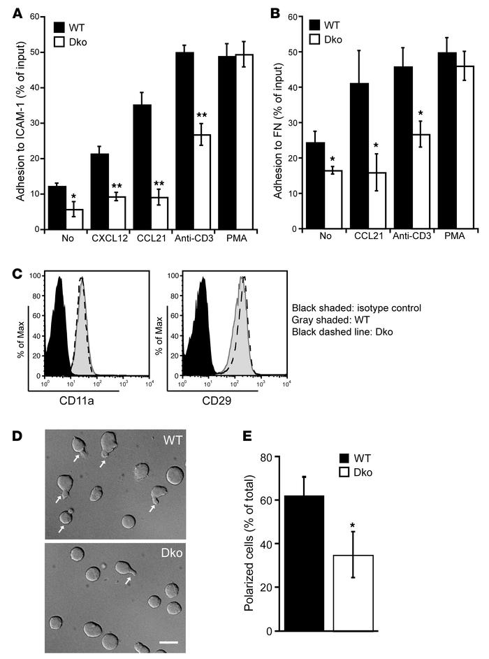 CRK/CRKL-deficient T cells show impaired integrin-dependent adhesion.
Ni...