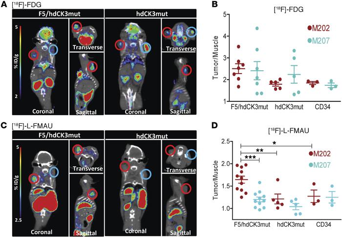 Detection of hdCK3mut-engineered tumor-infiltrating lymphocytes by [18F]...