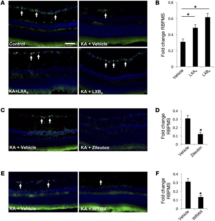 LXA4 and LXB4 promote RGC survival following acute injury.
(A) Intravitr...