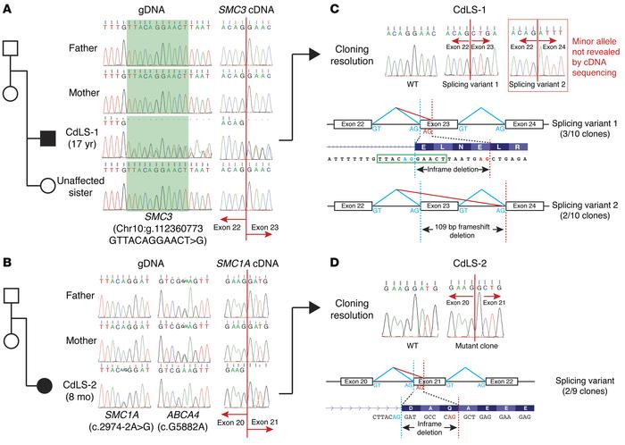 Variants in SMC3 and SMC1A identified in patients with CdLS (CdLS-1 and ...