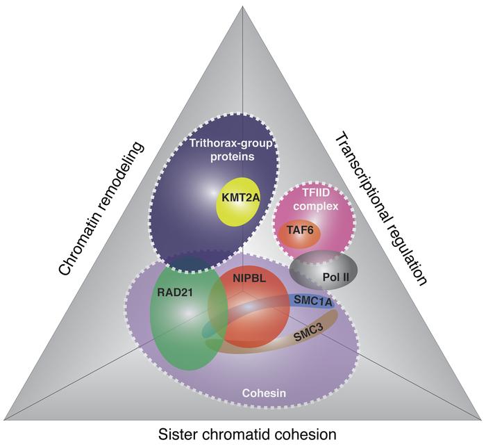 Diagram summarizing interaction network potentially encompassing all the...