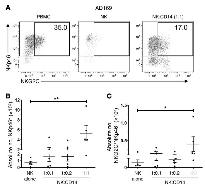 Addition of CD14+ cells increases NK cell recovery and permits NKG2C+ su...