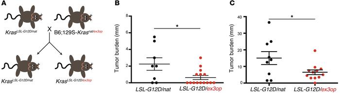 Increased resistance of Krasex3op mice to lung tumorigenesis driven by K...