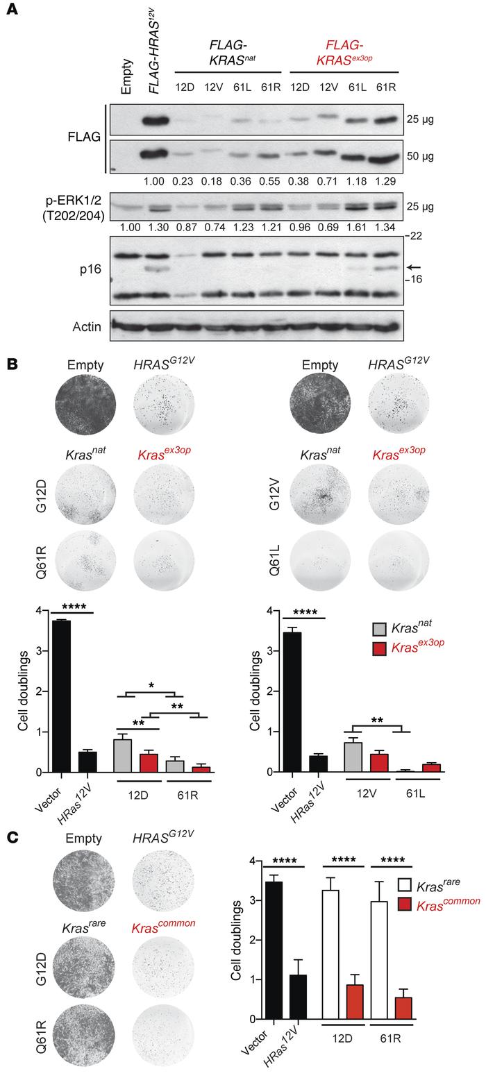 Q61 oncogenic mutations in Krasex3op induce growth arrest in normal cell...