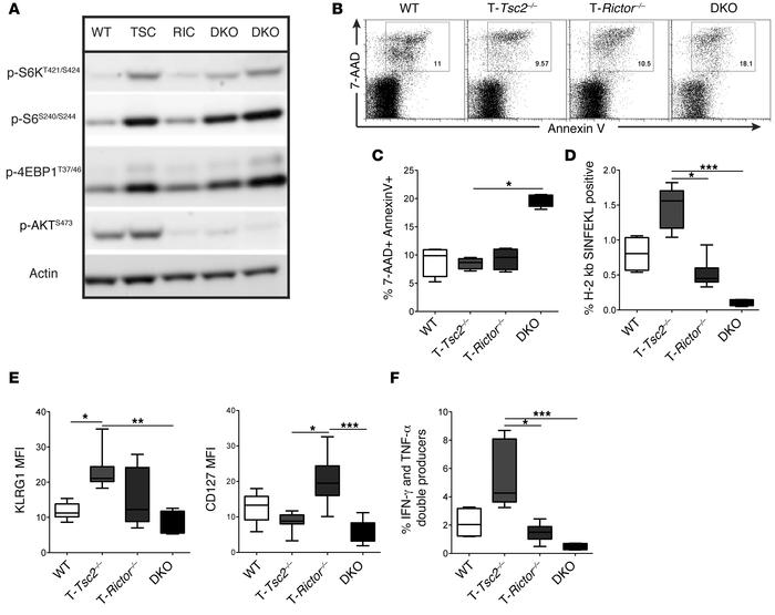 Inhibition of mTORC2 in the presence of hyperactive mTORC1 leads to enha...