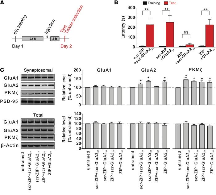 GluA2-dependent AMPAR endocytosis produced by PKMζ inactivation negative...