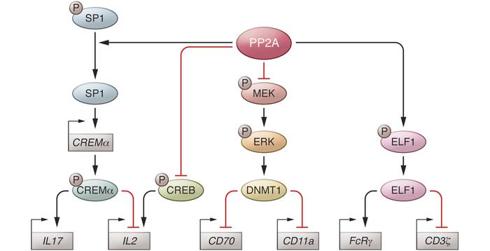 Role of serine threonine phosphatase PP2A in SLE T cell pathophysiology....