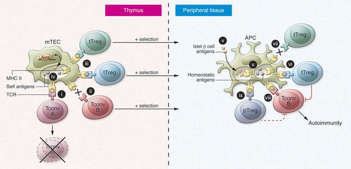 JCI - T cells in the control of organ-specific autoimmunity