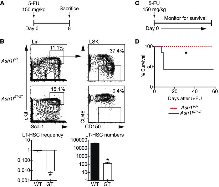 
Ash1lGT/GT mice are more sensitive to 5-FU challenge than wild-type mic...